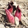 skunk cabbage flower