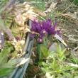 our garden 