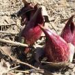 skun cabbage blooms
