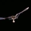 bat