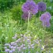 alliums
