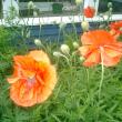 poppies
