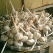 garlic
