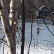 eagles on ice