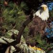 eagle