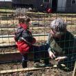 planting peas