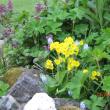 cowslips