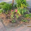 lee’s garden