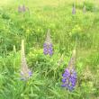 lupine