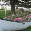 robie boat
