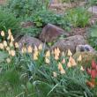 tulip