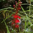 cardinal flower