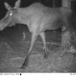 moose