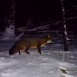 gray fox
