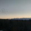 crow chasing waxwings