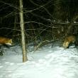 red foxes