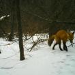 fox defecating