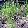 chives
