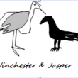 gulls and crows