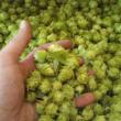 hops