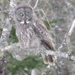 Great Gray Owl