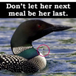 loon  