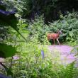 deer in velvet