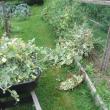 pea vines