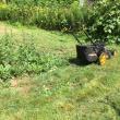 lawn