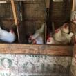 hens in nest