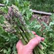 asparagus