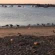 geese