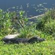 gator