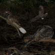 #bird-column, #maine-birds, #boothbay-register, #Jeff-and-Allison-Wells, #whip-poor-will