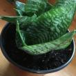 mother-in-law tongue