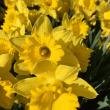 daffodils