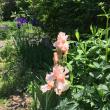 iris