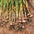 garlic