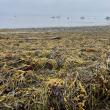 seaweed
