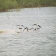 #bird-column, #birds, #boothbay-register, #Jeff-and-Allison-Wells, #maine, 