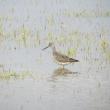 #bird-column, #birds, #boothbay-register, #Jeff-and-Allison-Wells, #maine, #greater-yellowlegs