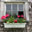 Geraniums, a ritual of spring.