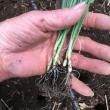 seedlings