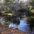 vernal pool