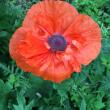 poppy