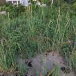 dune grass