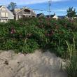rugosa