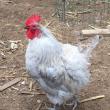lennie
