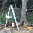 young birds