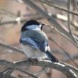 #bird-column, #boothbay register, #jeff and allison wells, #birds, #maine, #black-capped chickadee